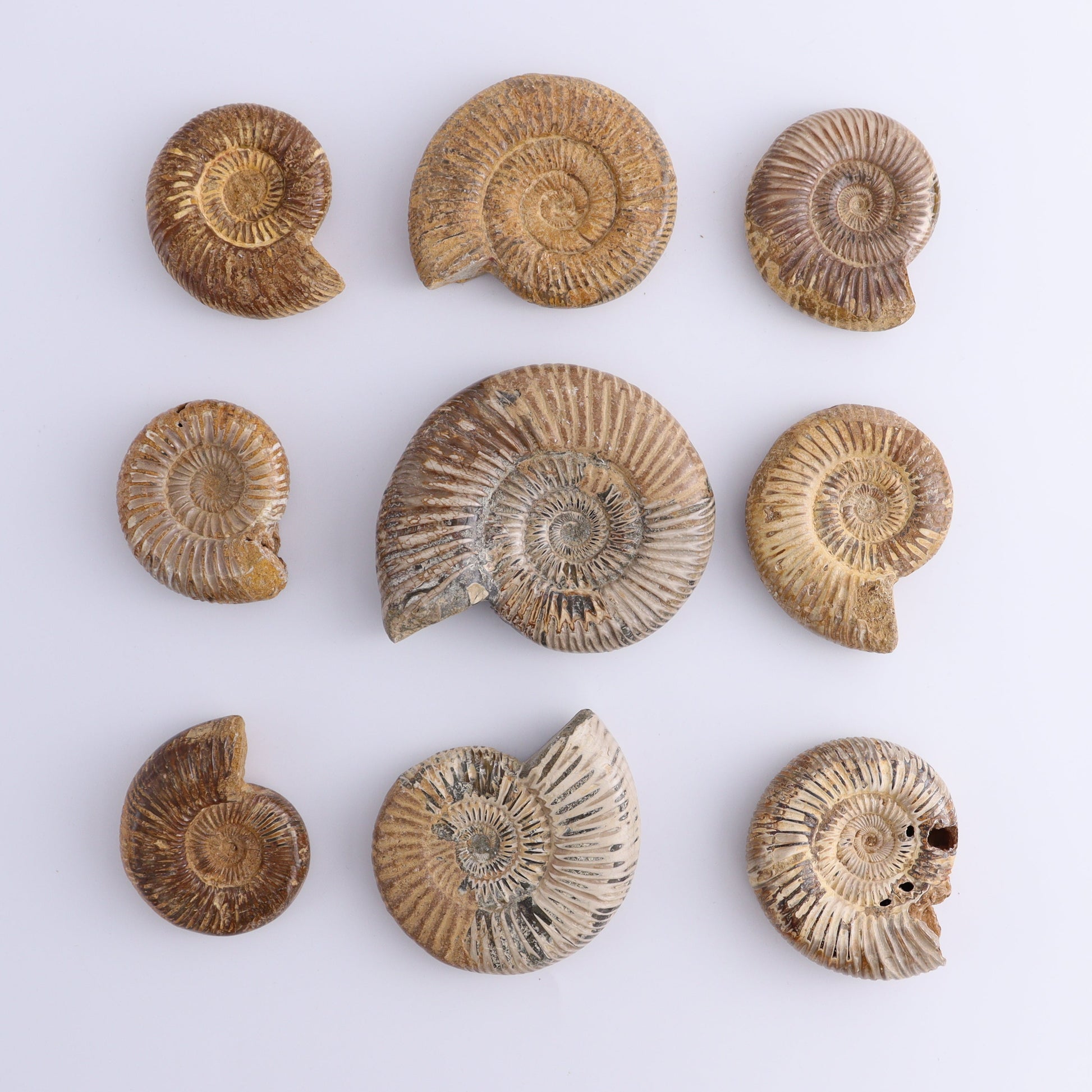 Fossilized Ammonite Set of 9 - Expert Wholesale and Supplier of Wholesale Crystals & Bulk Gemstones, ["Ammonite","Fossilized Ammonite","Madagascar"]