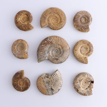 Fossilized Ammonite Set of 9 - Expert Wholesale and Supplier of Wholesale Crystals & Bulk Gemstones, ["Ammonite","Fossilized Ammonite","Madagascar"]