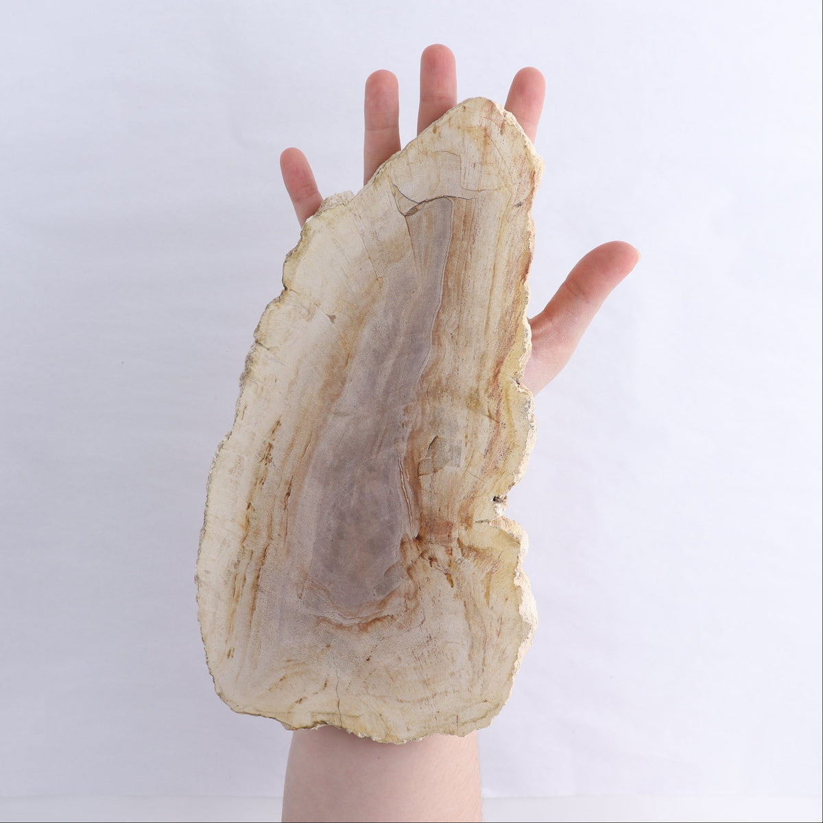 Petrified Wood Slices & Slabs Set of 2