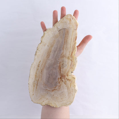 Petrified Wood Slices & Slabs Set of 2