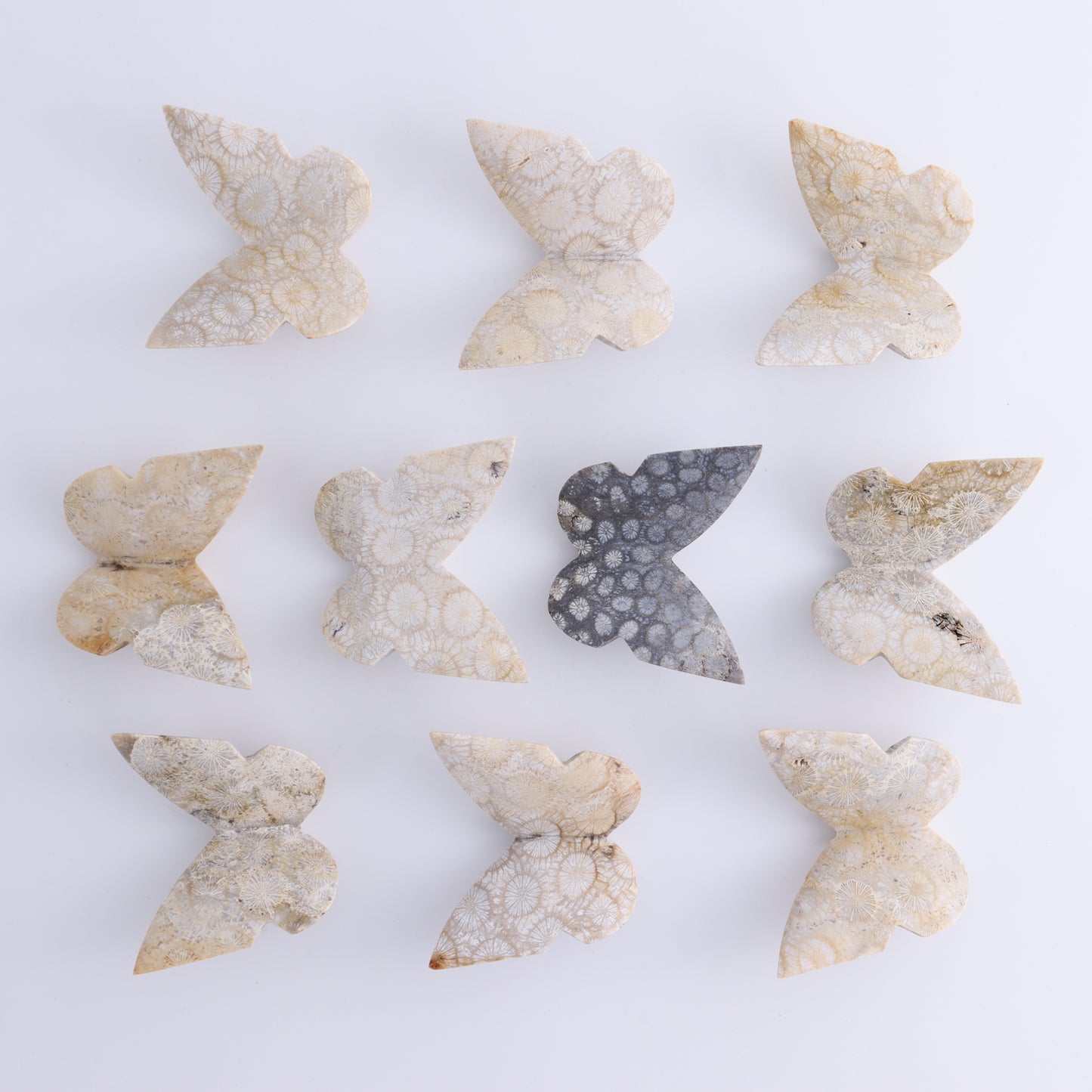One Fossil Coral Butterfly - Expert Wholesale and Supplier of Wholesale Crystals & Bulk Gemstones, ["Butterflies","Butterfly","fossil coral"]