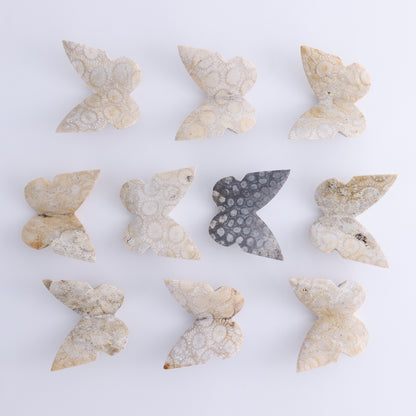 One Fossil Coral Butterfly - Expert Wholesale and Supplier of Wholesale Crystals & Bulk Gemstones, ["Butterflies","Butterfly","fossil coral"]