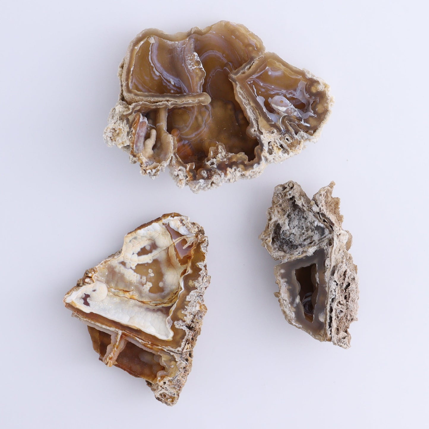 Agatized Coral Flat - Expert Wholesale and Supplier of Wholesale Crystals & Bulk Gemstones, ["Agate","Agatized Coral","Coral","United States"]