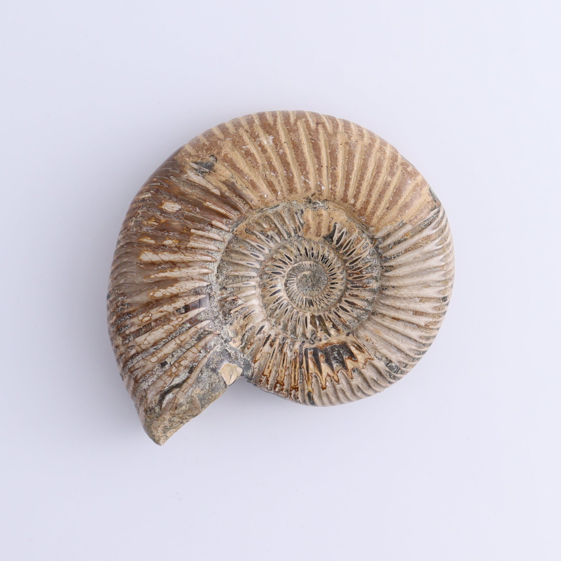 Fossilized Ammonite Set of 9 - Expert Wholesale and Supplier of Wholesale Crystals & Bulk Gemstones, ["Ammonite","Fossilized Ammonite","Madagascar"]