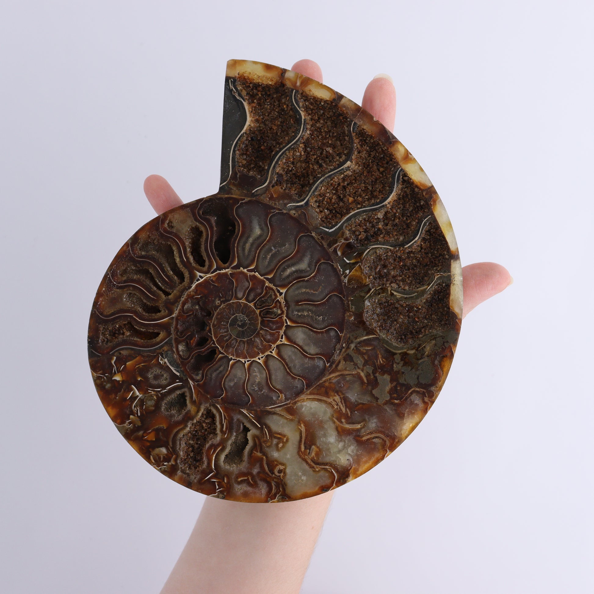 Ammonite Pair - Expert Wholesale and Supplier of Wholesale Crystals & Bulk Gemstones, ["Ammonite","Madagascar","shells"]