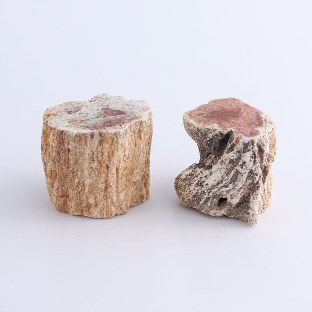 Petrified Wood Cut Bases Set of 10