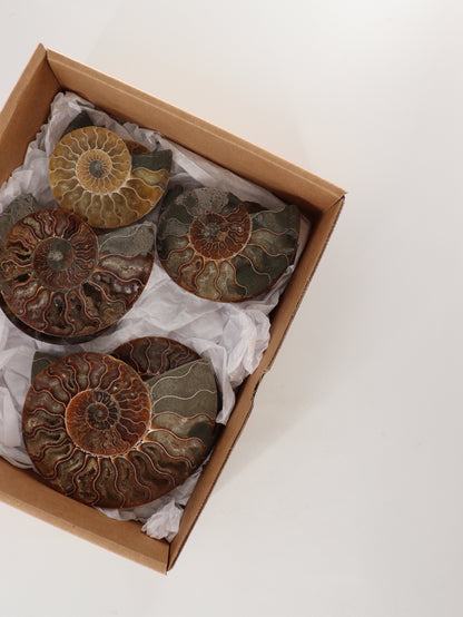 Ammonite Pairs Set of 4