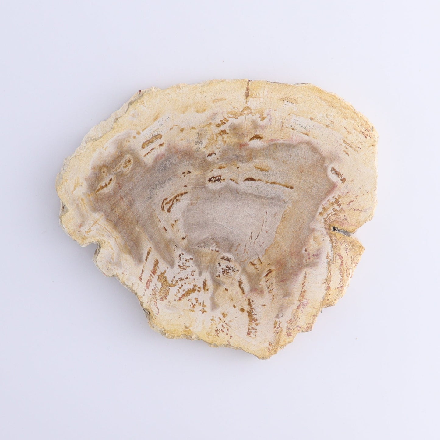 Petrified Wood Slices & Slabs Set of 5 - Expert Wholesale and Supplier of Wholesale Crystals & Bulk Gemstones, ["Freeforms","Indonesia","Petrified Wood","Slices and Slabs"]