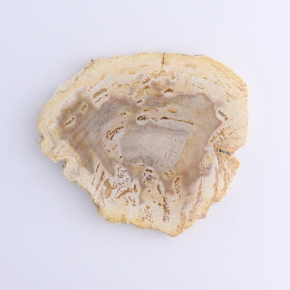 Petrified Wood Slices & Slabs Set of 5 - Expert Wholesale and Supplier of Wholesale Crystals & Bulk Gemstones, ["Freeforms","Indonesia","Petrified Wood","Slices and Slabs"]