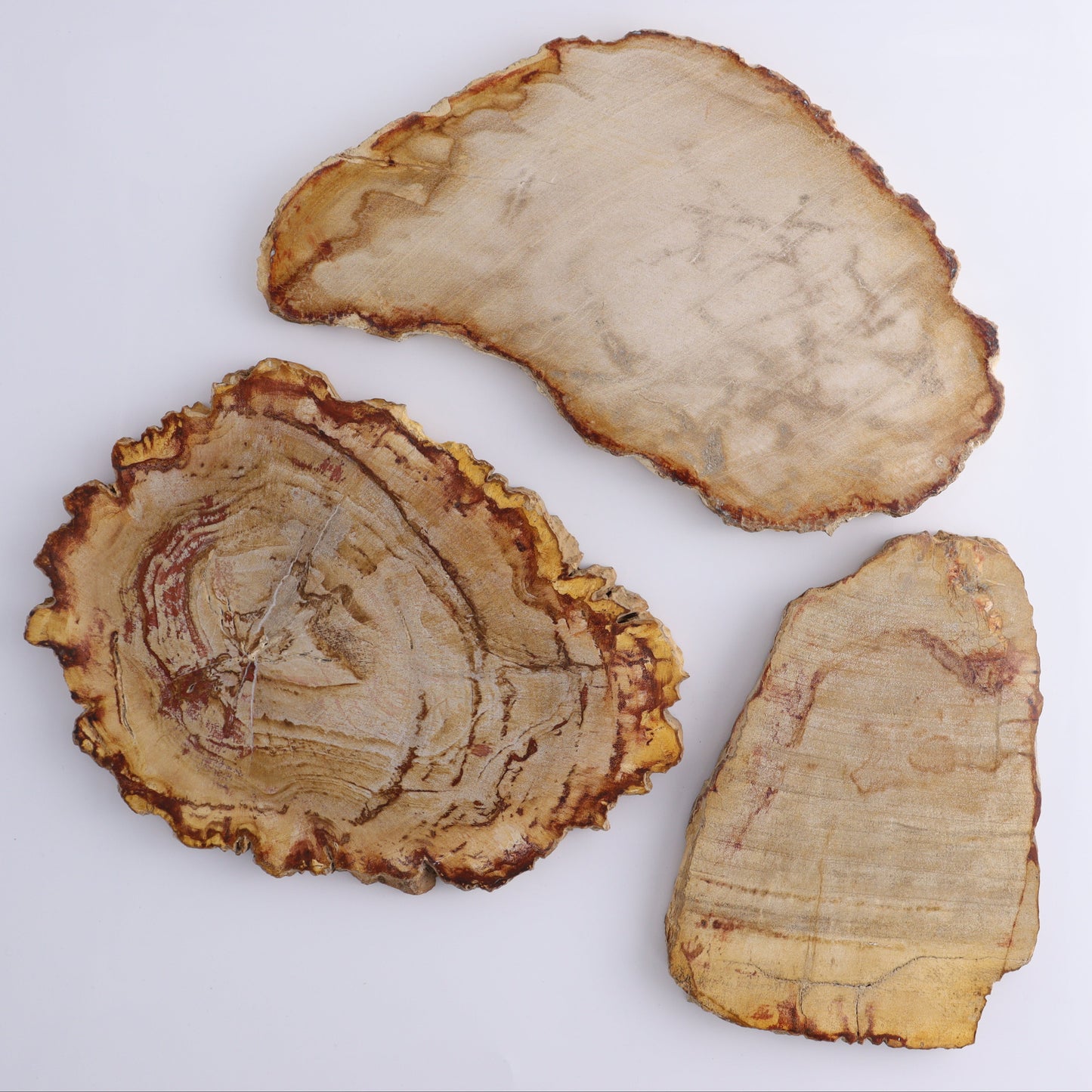 Petrified Wood Slices & Slabs Set of 3 - Expert Wholesale and Supplier of Wholesale Crystals & Bulk Gemstones, ["Freeforms","Indonesia","Petrified Wood","Slices and Slabs"]