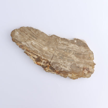 Petrified Wood Slices & Slabs Set of 4