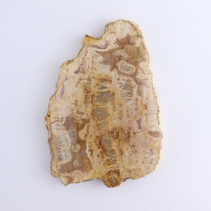 Petrified Wood Slices & Slabs Set of 4