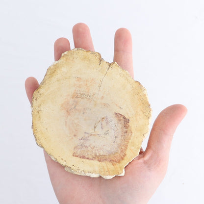 Petrified Wood Slices & Slabs Set of 4