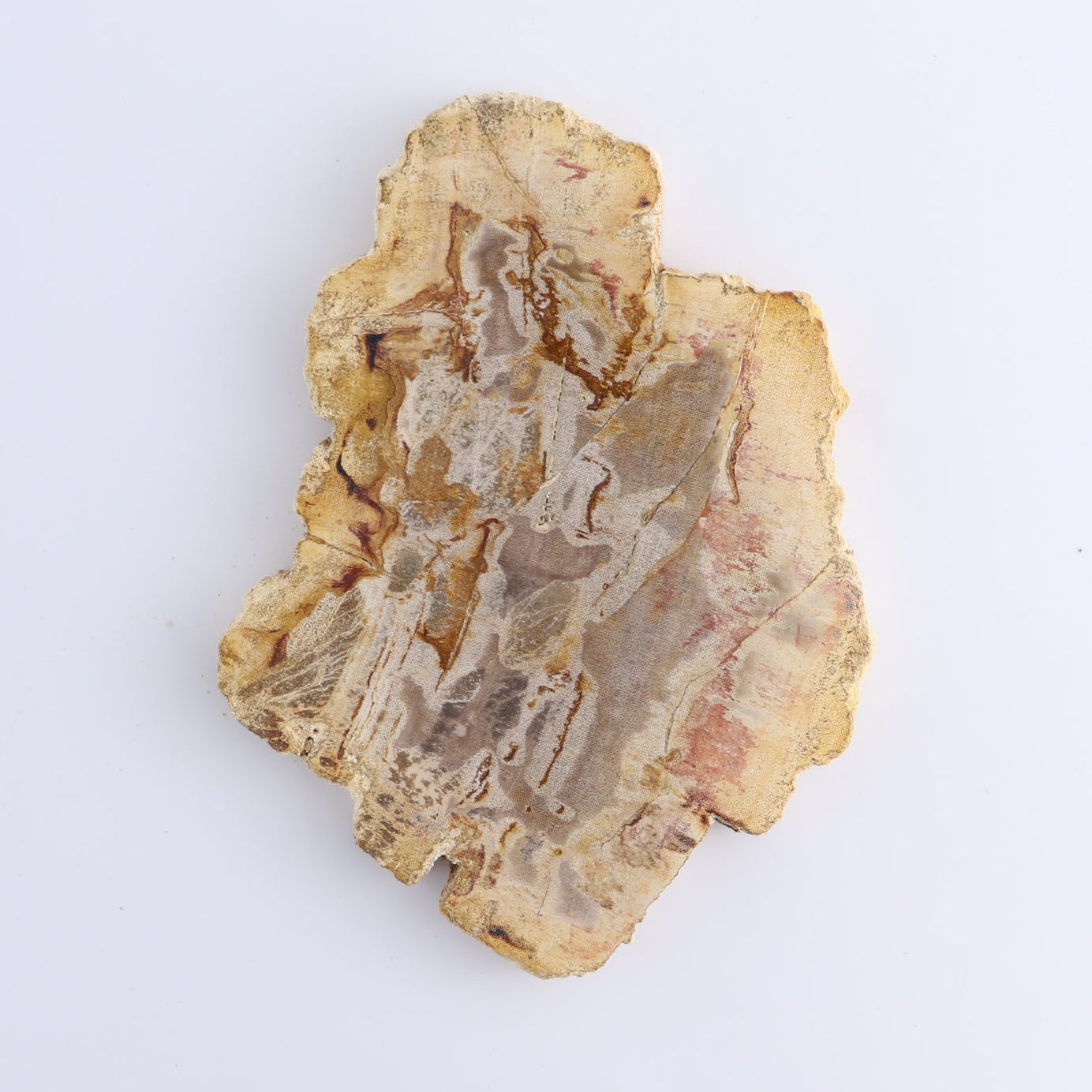 Petrified Wood Slices & Slabs Set of 4