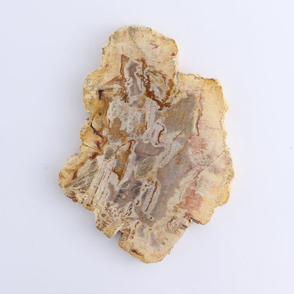 Petrified Wood Slices & Slabs Set of 4