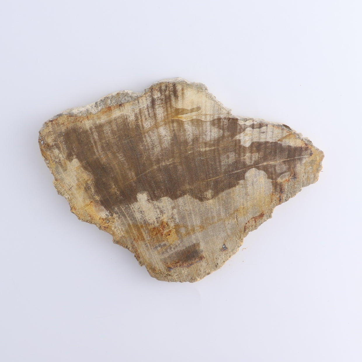 Petrified Wood Slices & Slabs Set of 4