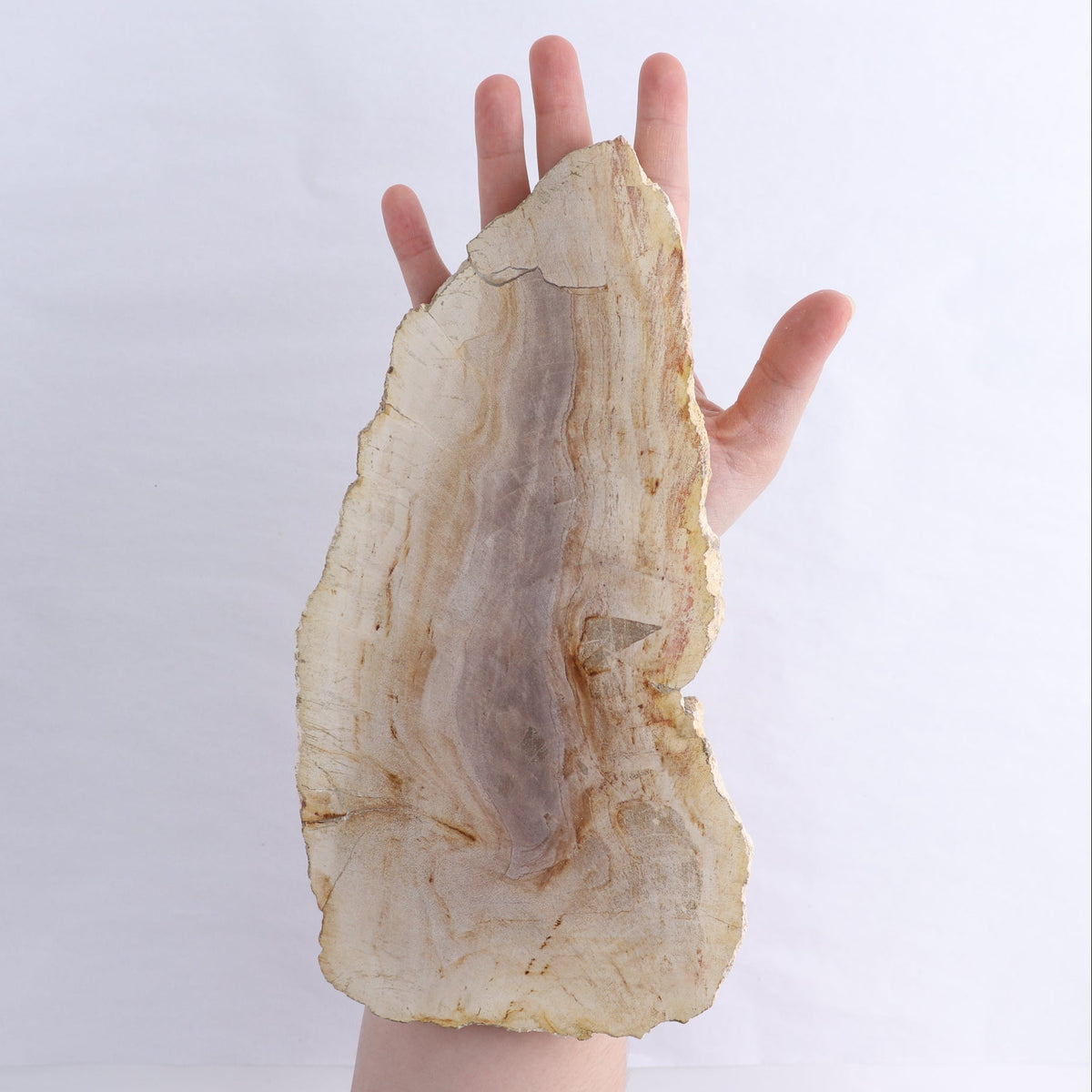 Petrified Wood Slices & Slabs Set of 2