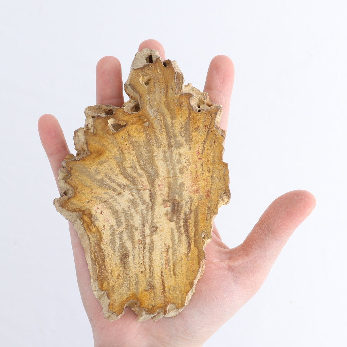 Petrified Wood Slices & Slabs Set of 4