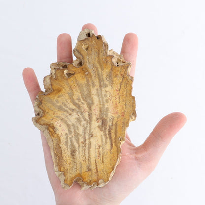 Petrified Wood Slices & Slabs Set of 4
