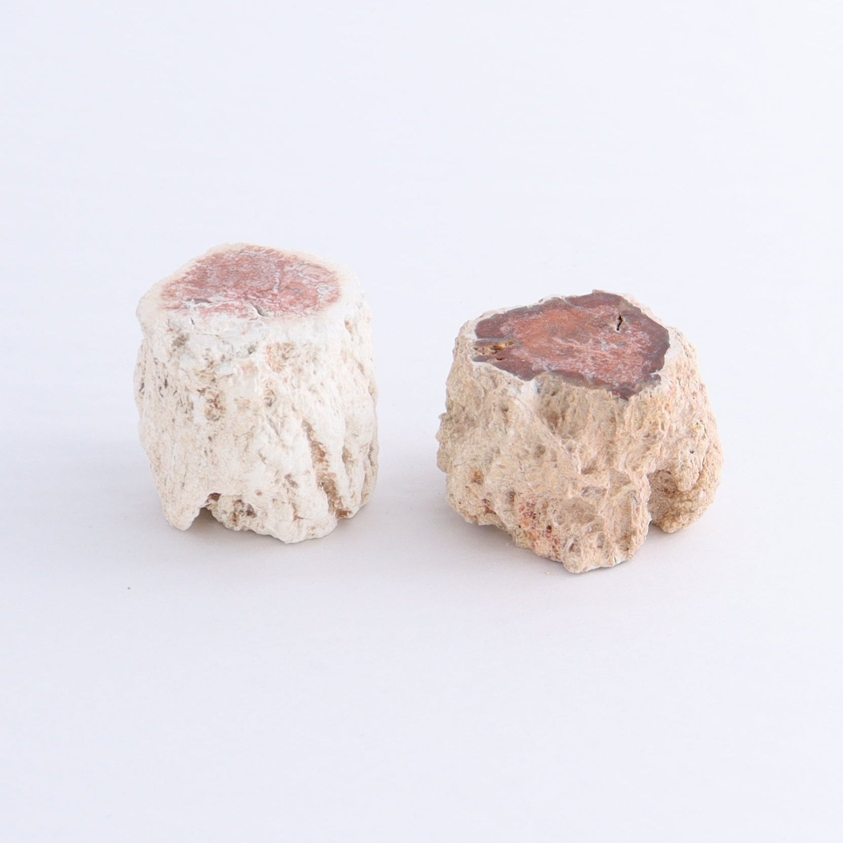 Petrified Wood Cut Bases Set of 10 - Expert Wholesale and Supplier of Wholesale Crystals & Bulk Gemstones, ["Cut Base","Petrified Wood"]