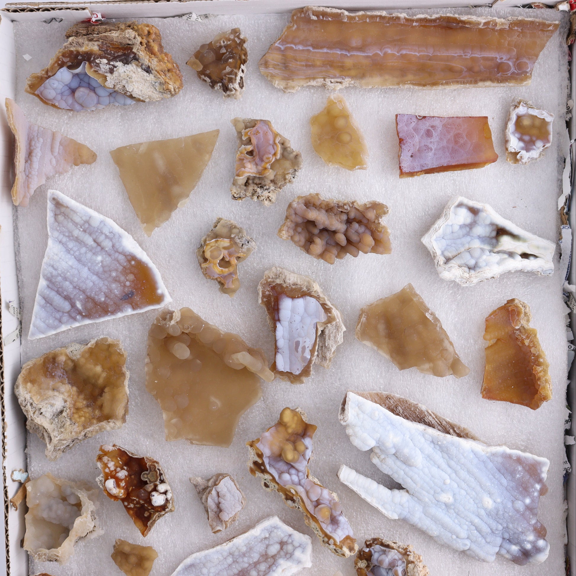 Agatized Coral Flat - Expert Wholesale and Supplier of Wholesale Crystals & Bulk Gemstones, ["Agate","Agatized Coral","Coral","United States"]