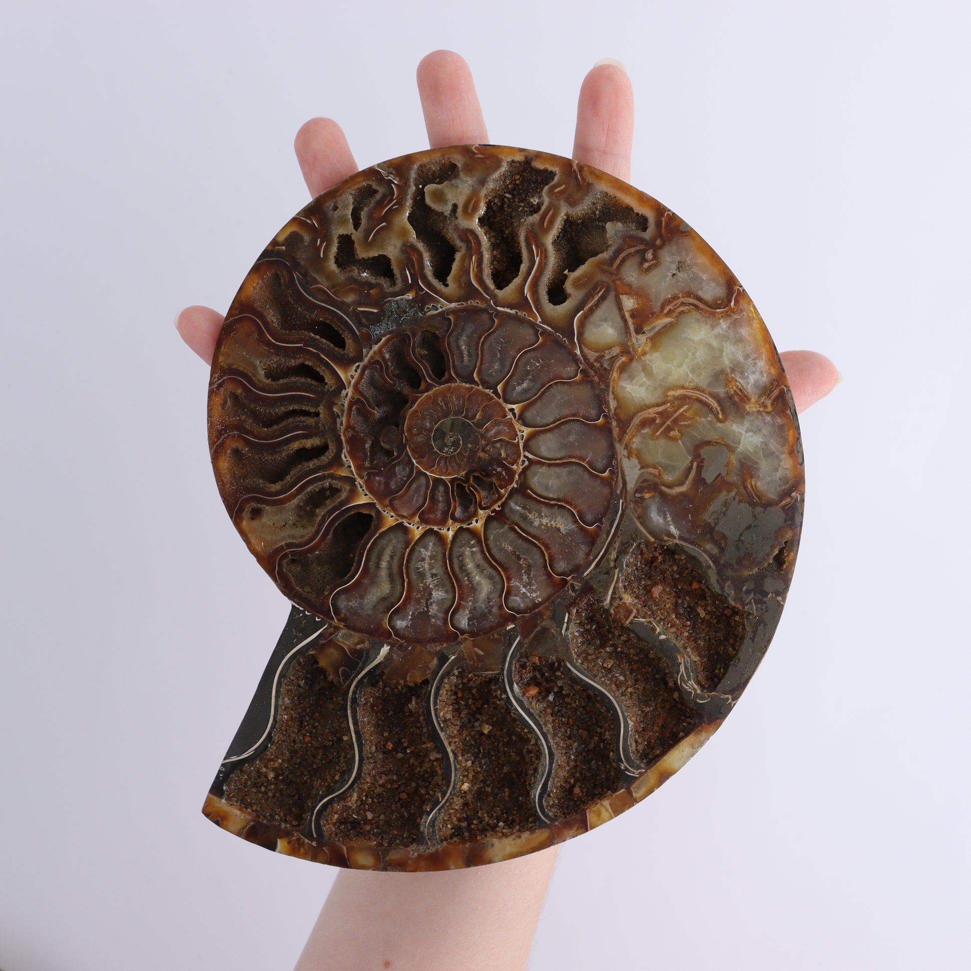 Ammonite Pair - Expert Wholesale and Supplier of Wholesale Crystals & Bulk Gemstones, ["Ammonite","Madagascar","shells"]