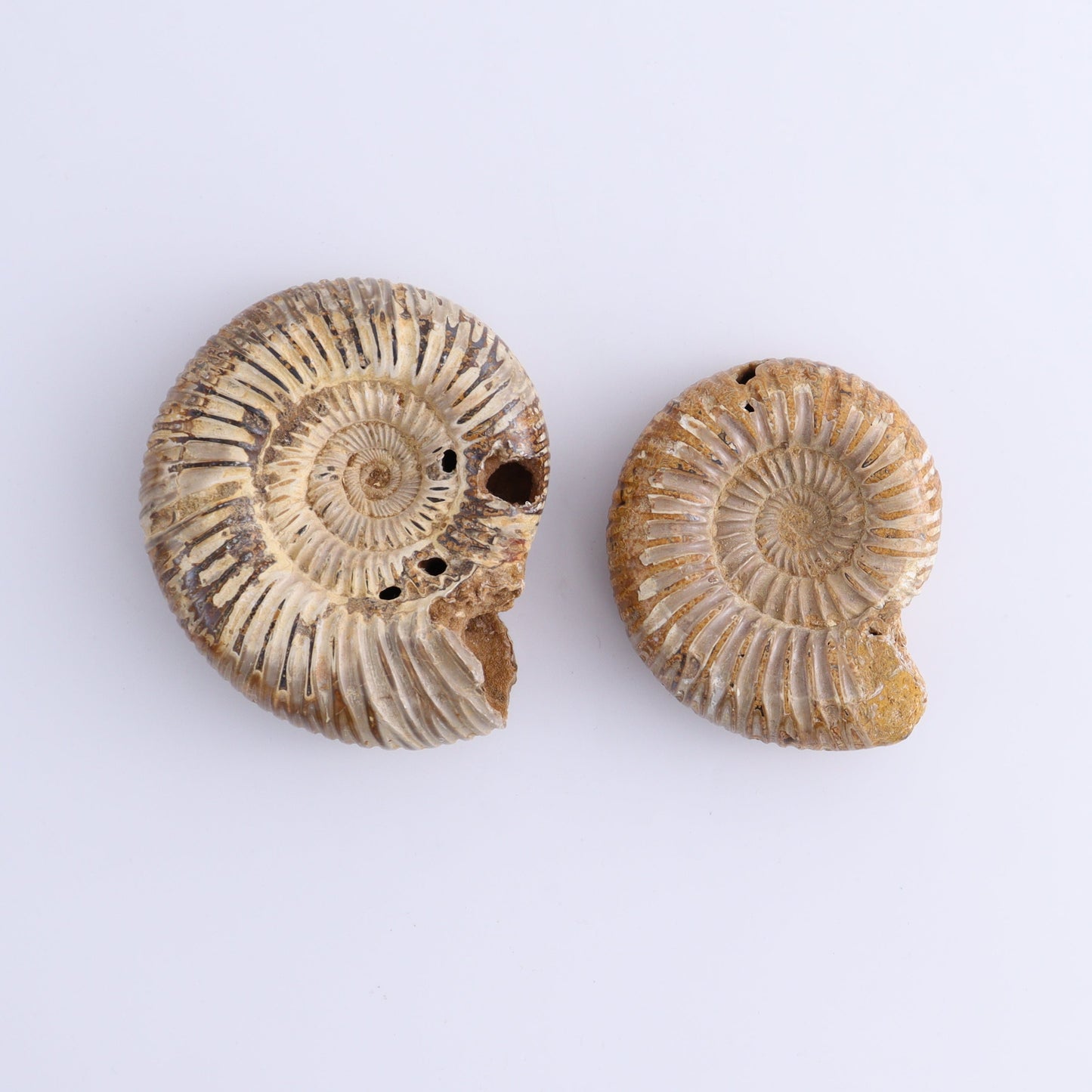 Fossilized Ammonite Set of 9 - Expert Wholesale and Supplier of Wholesale Crystals & Bulk Gemstones, ["Ammonite","Fossilized Ammonite","Madagascar"]