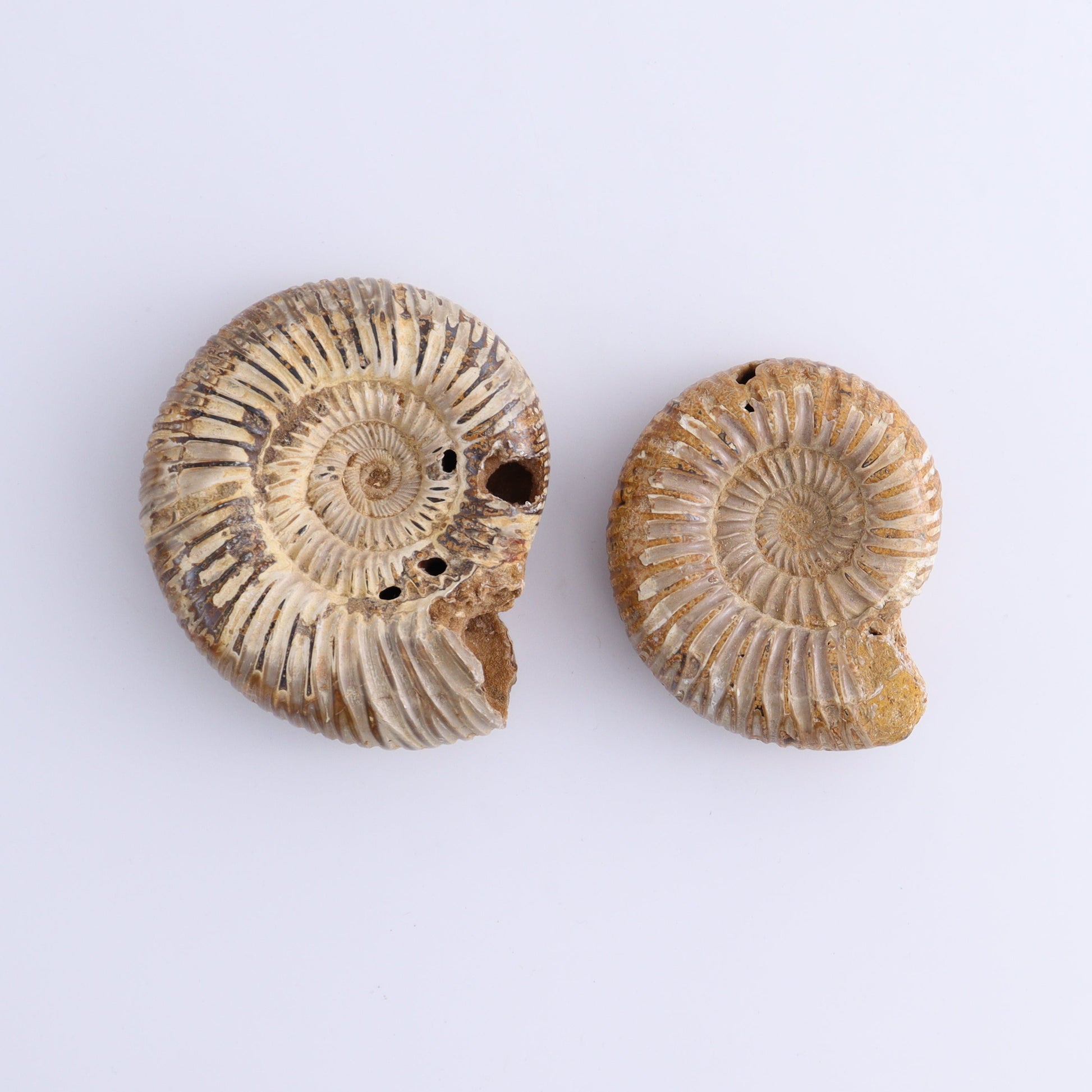Fossilized Ammonite Set of 9 - Expert Wholesale and Supplier of Wholesale Crystals & Bulk Gemstones, ["Ammonite","Fossilized Ammonite","Madagascar"]