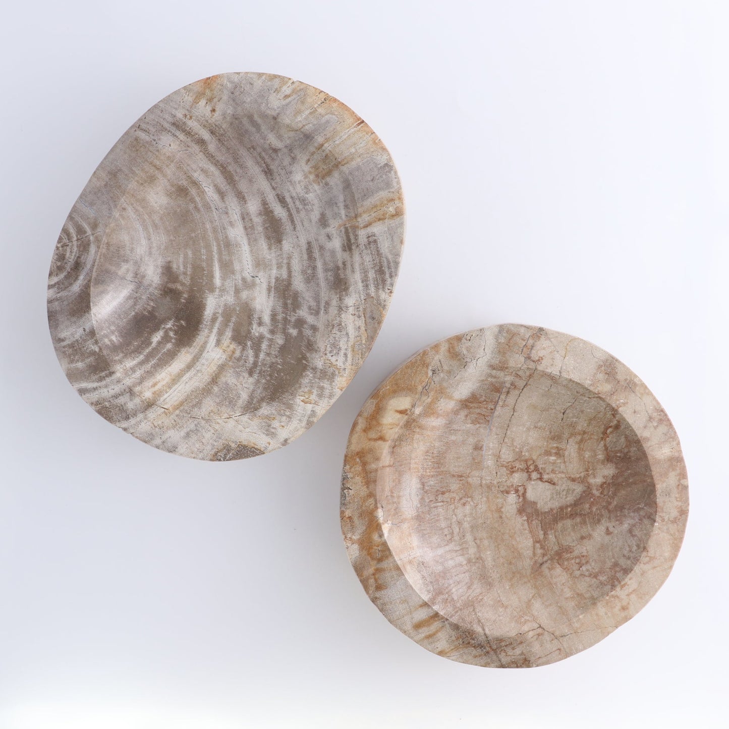 One Petrified Wood Beige Polished Bowl