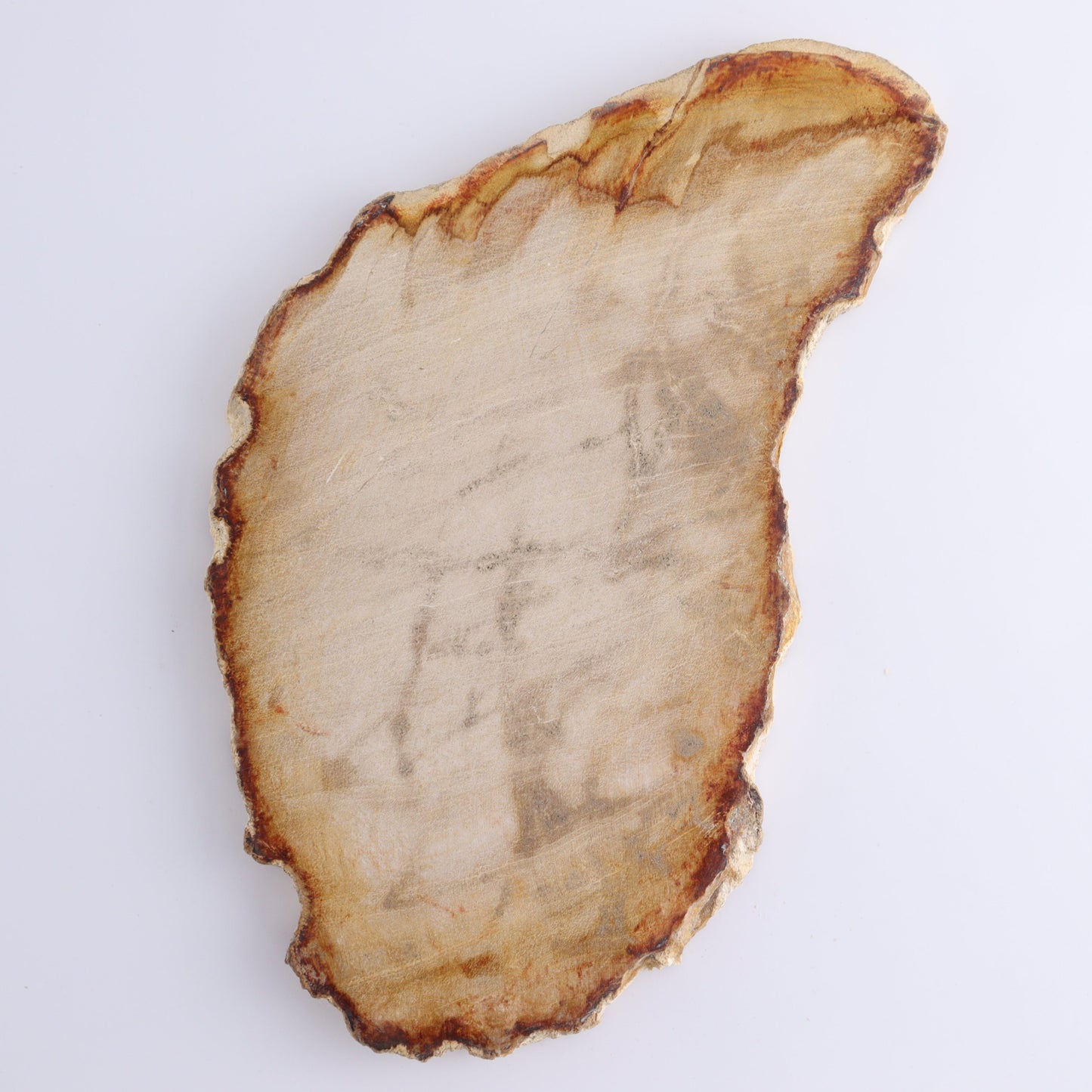 Petrified Wood Slices & Slabs Set of 3 - Expert Wholesale and Supplier of Wholesale Crystals & Bulk Gemstones, ["Freeforms","Indonesia","Petrified Wood","Slices and Slabs"]