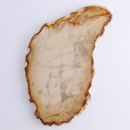 Petrified Wood Slices & Slabs Set of 3 - Expert Wholesale and Supplier of Wholesale Crystals & Bulk Gemstones, ["Freeforms","Indonesia","Petrified Wood","Slices and Slabs"]