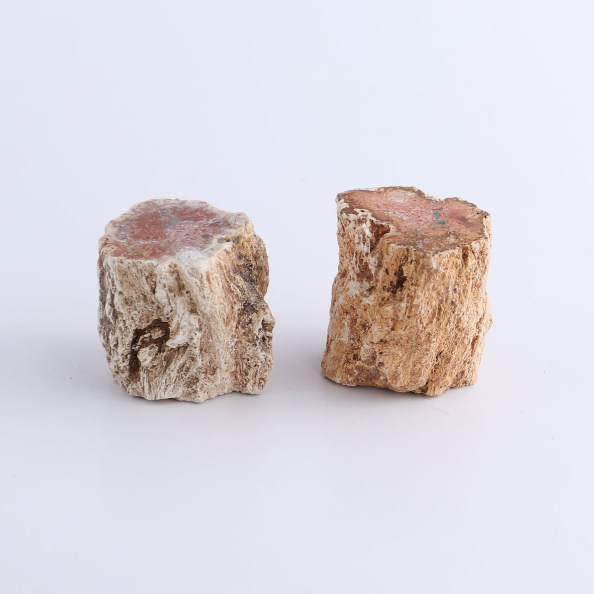 Petrified Wood Cut Bases Set of 10
