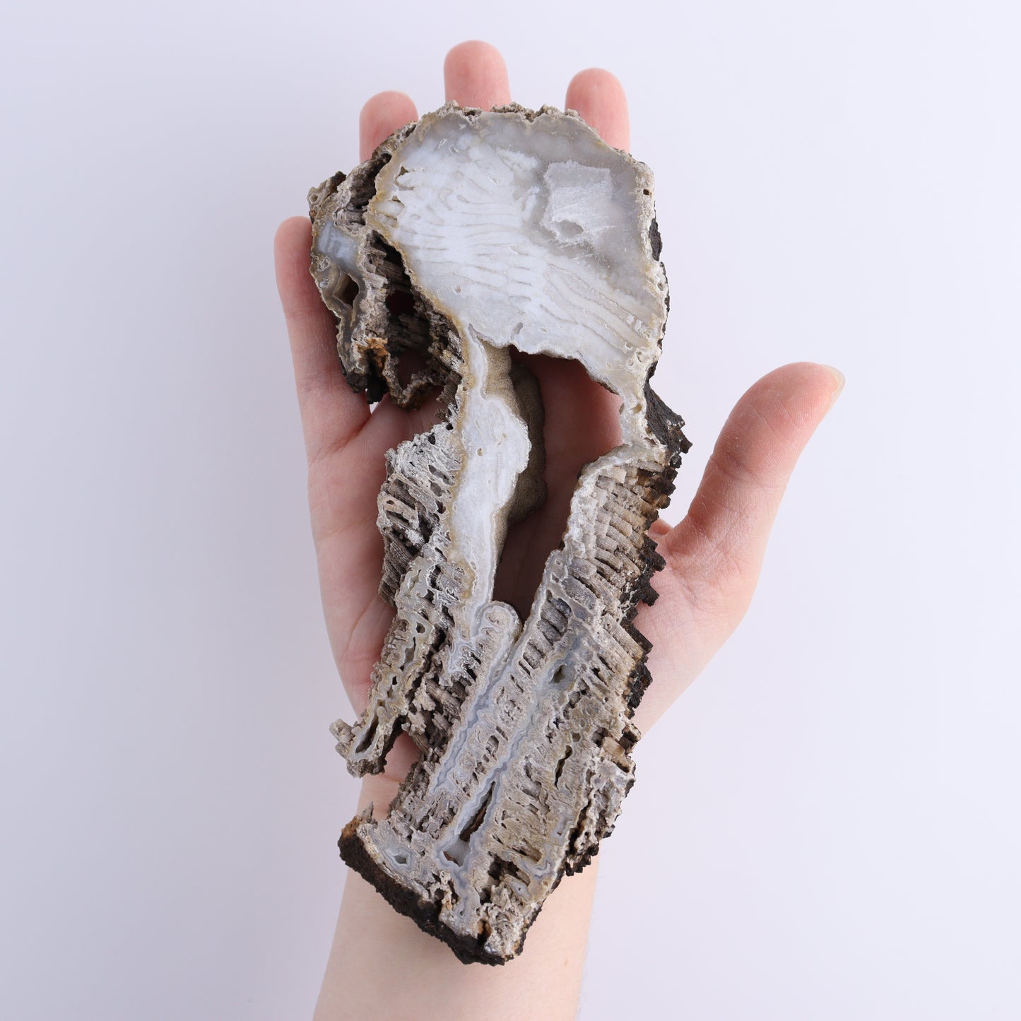 Agatized Coral Flat - Expert Wholesale and Supplier of Wholesale Crystals & Bulk Gemstones, ["Agate","Agatized Coral","Coral","United States"]