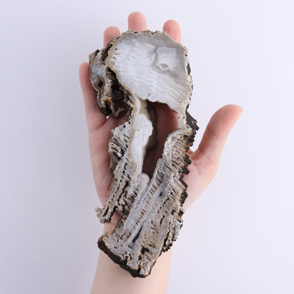 Agatized Coral Flat - Expert Wholesale and Supplier of Wholesale Crystals & Bulk Gemstones, ["Agate","Agatized Coral","Coral","United States"]