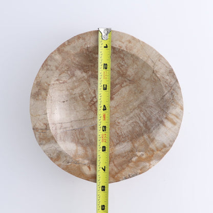 One Petrified Wood Beige Polished Bowl