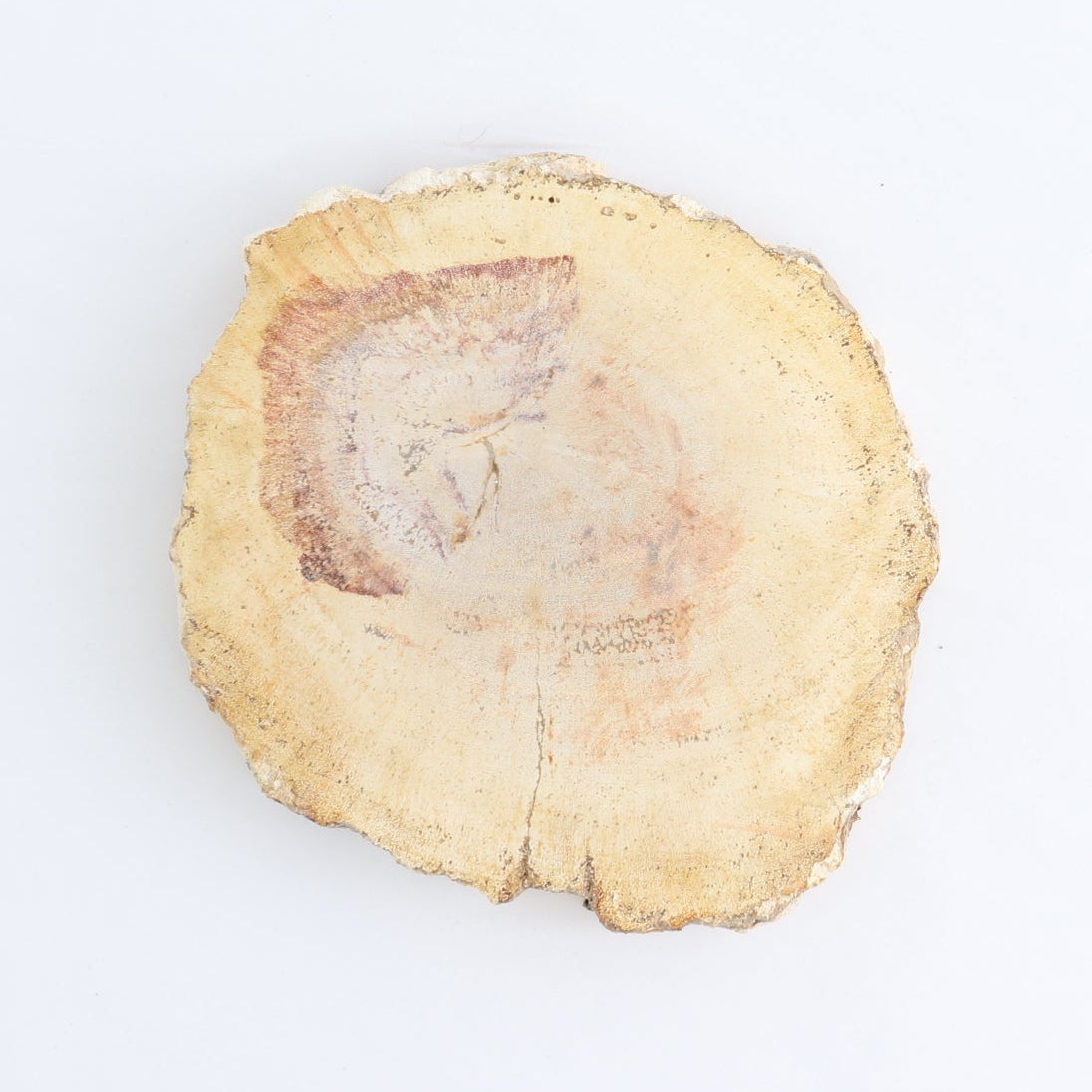 Petrified Wood Slices & Slabs Set of 4