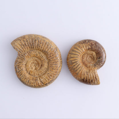 Fossilized Ammonite Set of 9 - Expert Wholesale and Supplier of Wholesale Crystals & Bulk Gemstones, ["Ammonite","Fossilized Ammonite","Madagascar"]