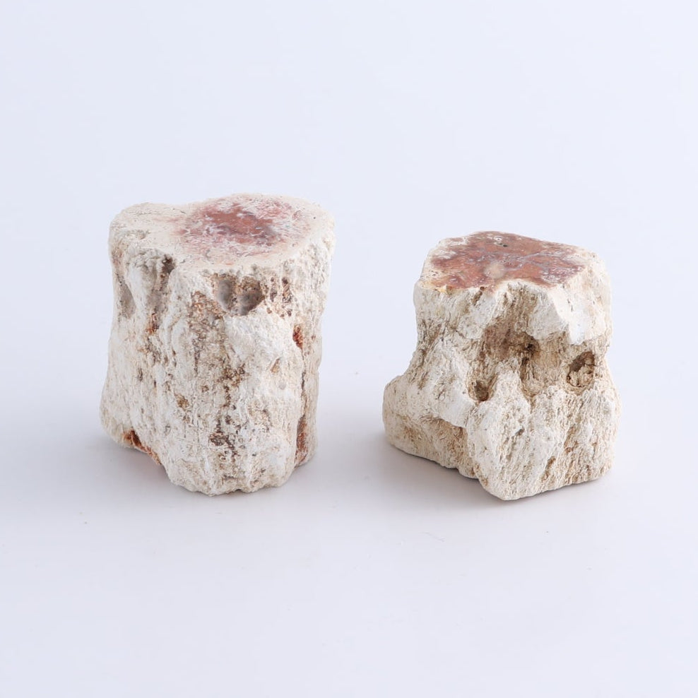 Petrified Wood Cut Bases Set of 10