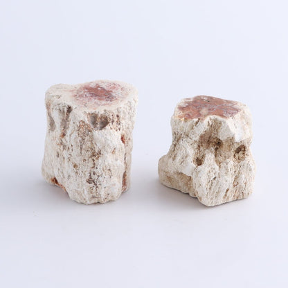 Petrified Wood Cut Bases Set of 10