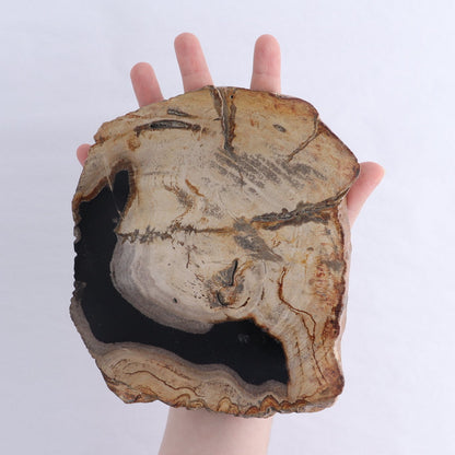 Petrified Wood Slices & Slabs Set of 3
