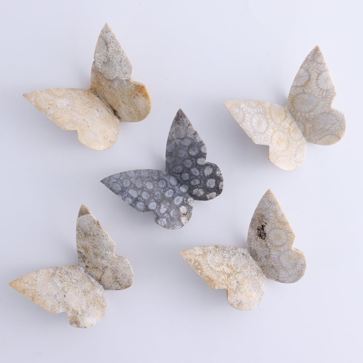 One Fossil Coral Butterfly - Expert Wholesale and Supplier of Wholesale Crystals & Bulk Gemstones, ["Butterflies","Butterfly","fossil coral"]