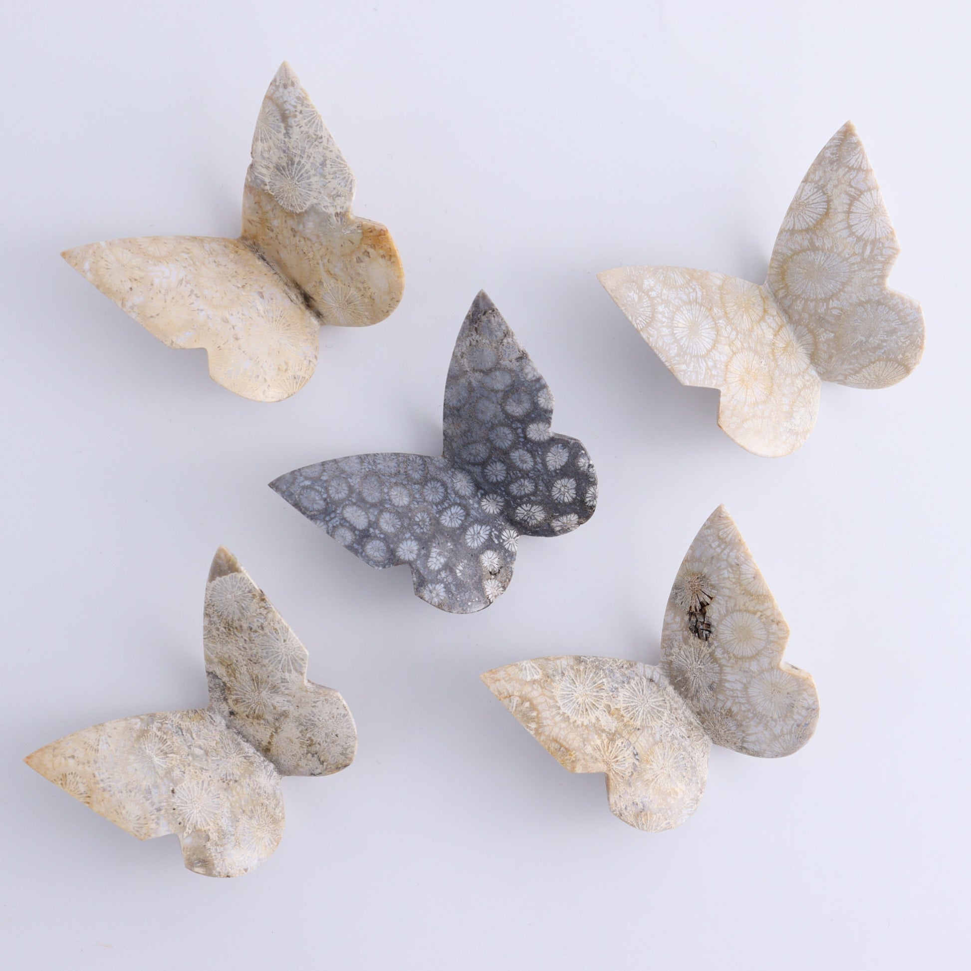 One Fossil Coral Butterfly - Expert Wholesale and Supplier of Wholesale Crystals & Bulk Gemstones, ["Butterflies","Butterfly","fossil coral"]