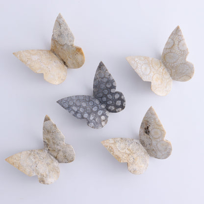 One Fossil Coral Butterfly - Expert Wholesale and Supplier of Wholesale Crystals & Bulk Gemstones, ["Butterflies","Butterfly","fossil coral"]