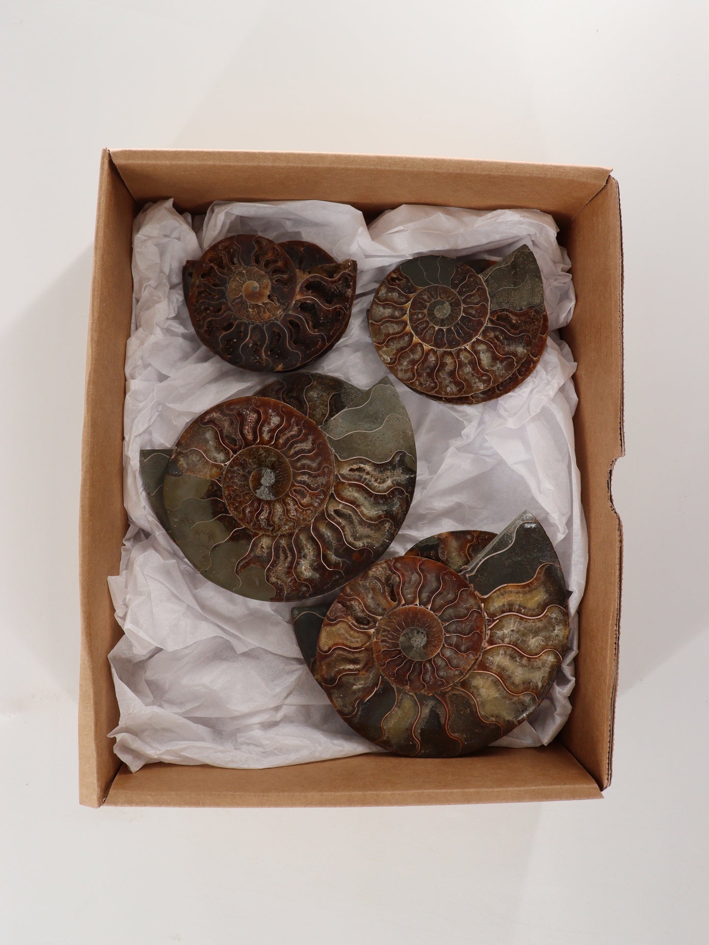 Ammonite Pairs Set of 4