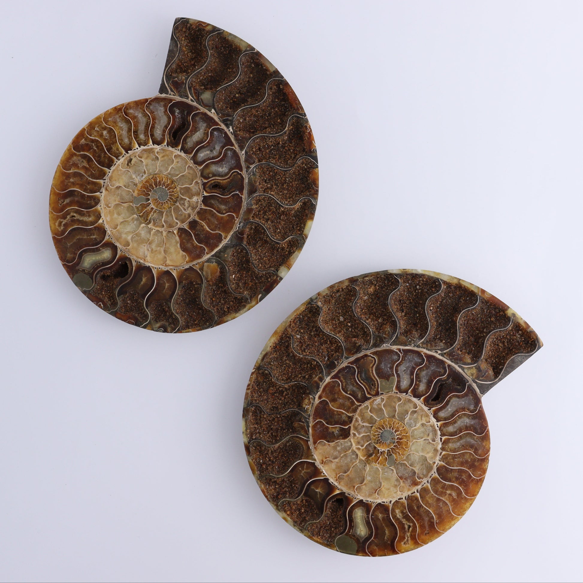 Ammonite Pair - Expert Wholesale and Supplier of Wholesale Crystals & Bulk Gemstones, ["Ammonite","close_30","Madagascar","shells"]