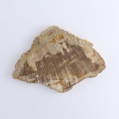 Petrified Wood Slices & Slabs Set of 4