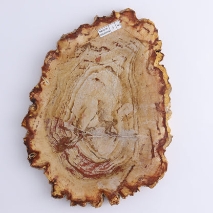 Petrified Wood Slices & Slabs Set of 3 - Expert Wholesale and Supplier of Wholesale Crystals & Bulk Gemstones, ["Freeforms","Indonesia","Petrified Wood","Slices and Slabs"]