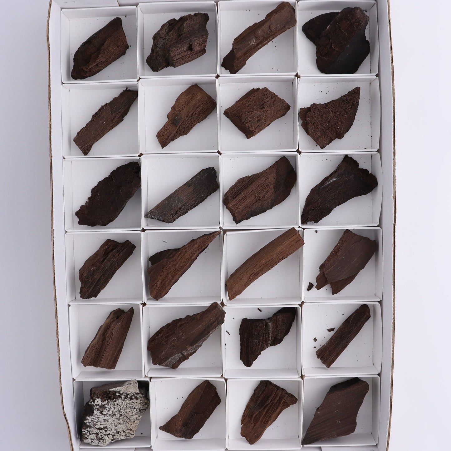 Permineralized Wood Flat of 24 - Expert Wholesale and Supplier of Wholesale Crystals & Bulk Gemstones, ["Flats","Germany","Permineralized Wood"]