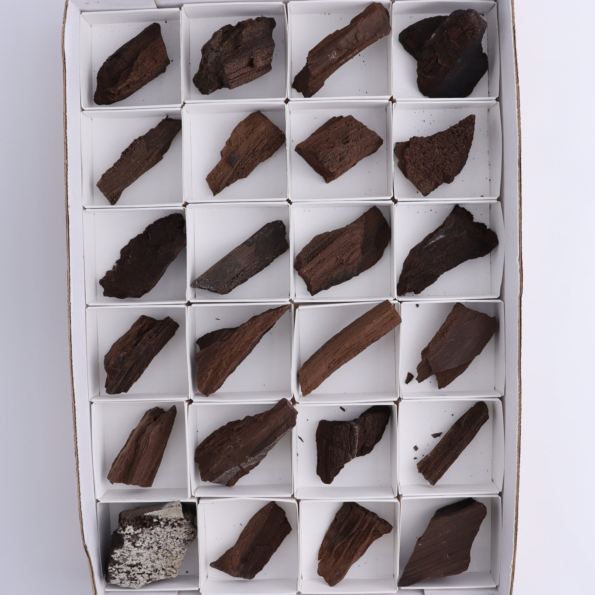 Permineralized Wood Flat of 24 - Expert Wholesale and Supplier of Wholesale Crystals & Bulk Gemstones, ["Flats","Germany","Permineralized Wood"]