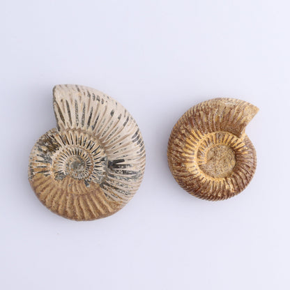 Fossilized Ammonite Set of 9 - Expert Wholesale and Supplier of Wholesale Crystals & Bulk Gemstones, ["Ammonite","Fossilized Ammonite","Madagascar"]